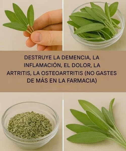 560998724 1324986339172574 775453474081624323 N