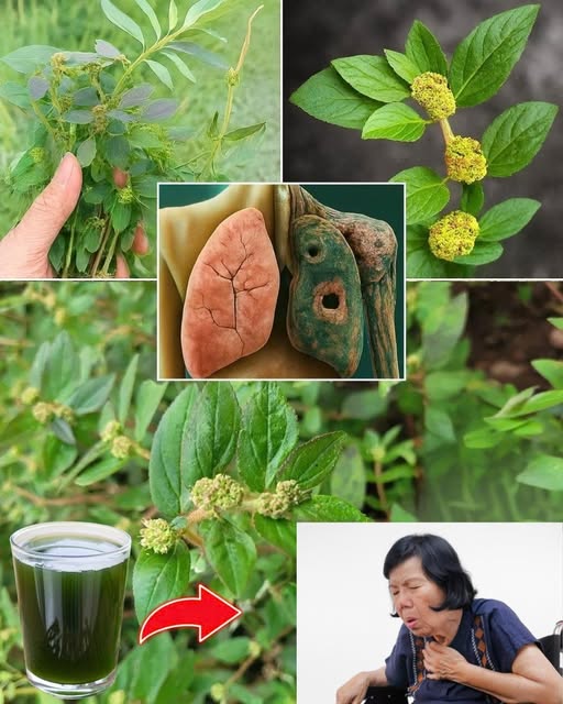 561688058 122139650318924909 3584663118238614269 N